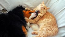 Heart-warming dog and cat friendship