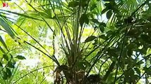 Mehr Palmen im Tessin - Der Klimawandel verändert die Schweizer Wälder