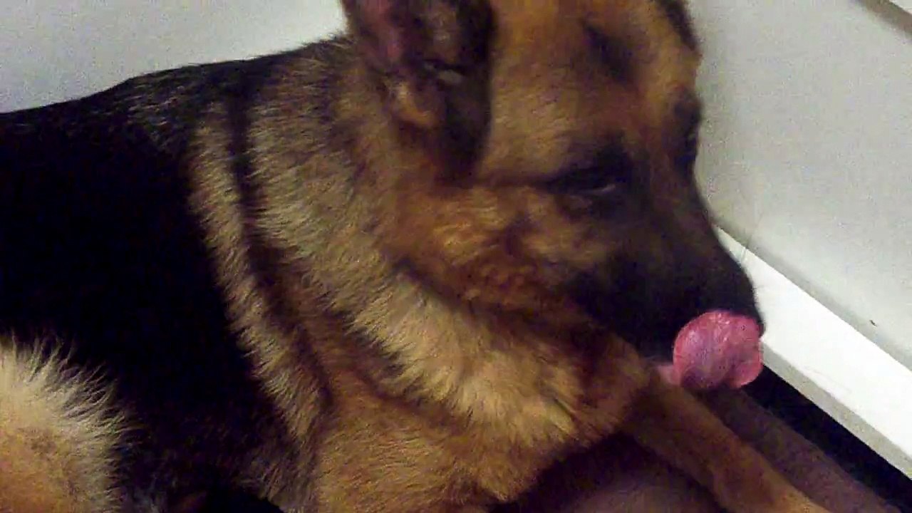 Highlander German Shepherds "K" Litter (Bella/Apache puppies) born 09/13/11