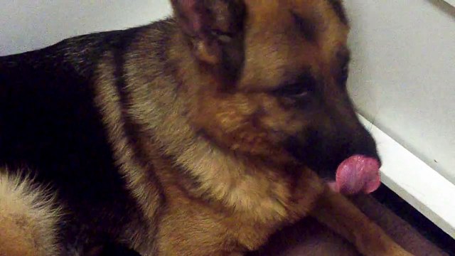 Highlander German Shepherds K Litter (Bella/Apache puppies) born 09/13/11