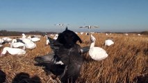 Manitoba Duck Hunting, www.manitobasnows.com