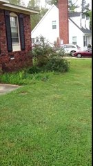 Weimaraner sniffing out a quail