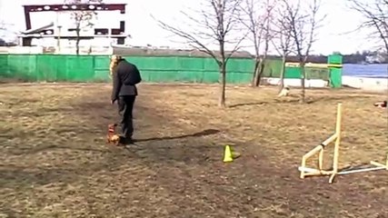 Тренировка Обидиенс - Соня (такса)