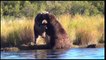 Alaska Grizzly Bears Fighting | Alaska Brown bears wrestling