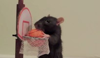 You Won't Believe What These What These Pet Rats Can Do!