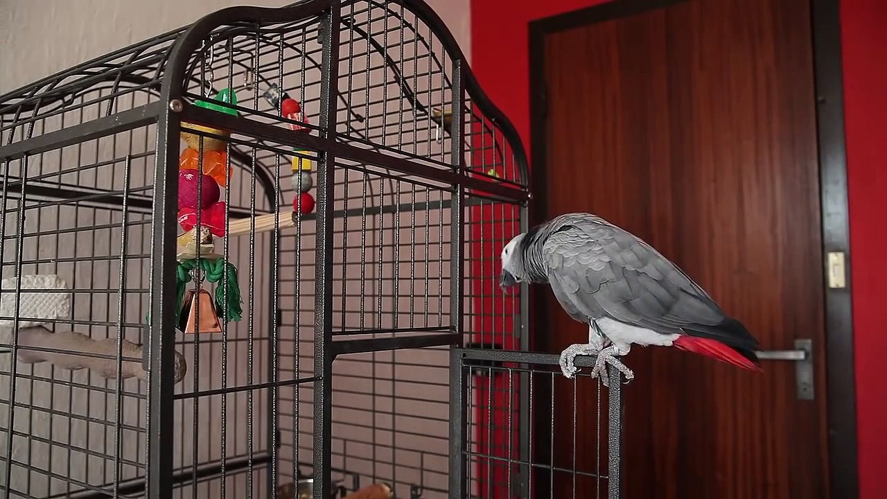 Papagáj sivý - žako rozpráva ( gray parrot talking )