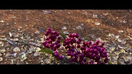 Bande-annonce : Le Voyage d'Arlo - VO (2)