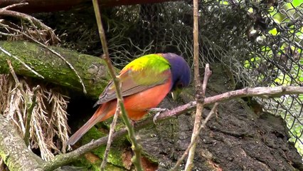 Łuszczak papieski (Passerina ciris)