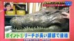 Extremely Funny Crazy Weird Japanese Prank Show - Humans vs Crocodile (Eng Sub) Try Not To Laugh LOL