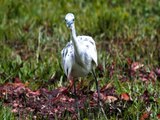 Sarasota Birds 2011 Sandhill Cranes, Limpkin, Little Blue Heron