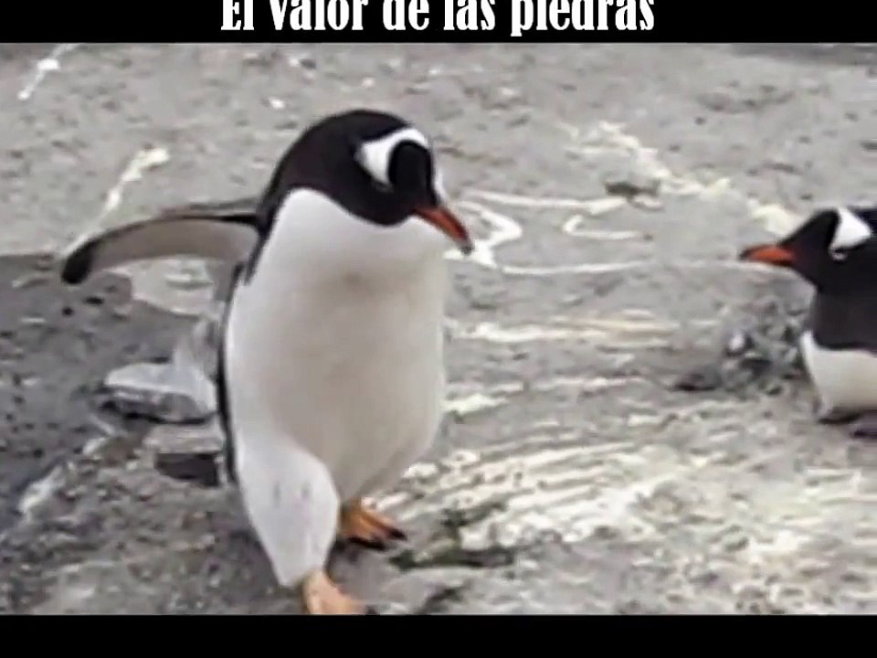 Regalando piedras, el objeto mas preciado de los pinguinos