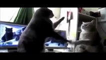 Funny Animals Funny Cats Funny Dogs Videos Funny Dogs and Cats and babies 2015 3