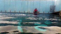 Mini esibizione delfini acquario di genova pt2