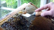 Biškopība iesācējiem. Kāru atvākošana un medus sviešana. 2.daļa