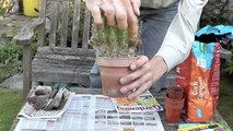 Amateur gardening: How to take cactus cuttings