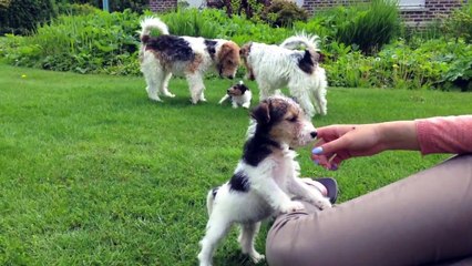 Fox terriër pups te koop