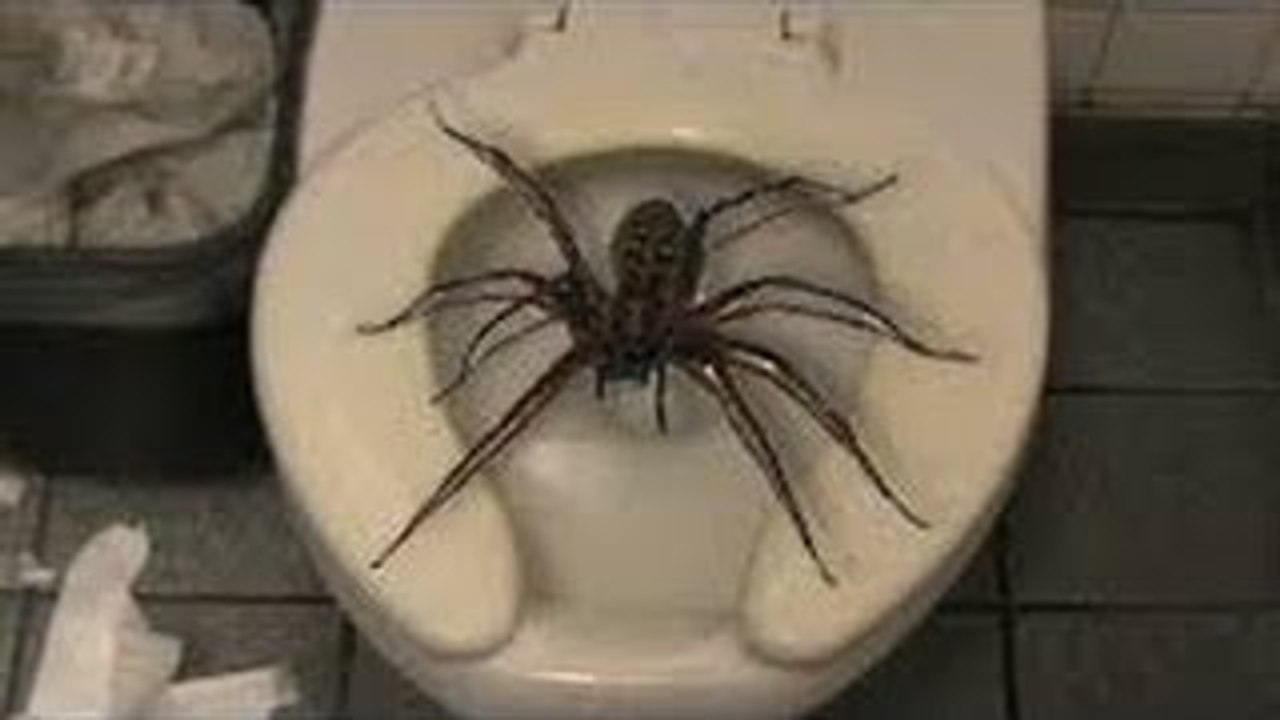 Giant Spider LIVES In My Toilet!! Beware When You Sit Down