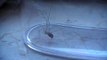 Zitterspinnen (Pholcidae) - House Spider - Daddy Long Legs