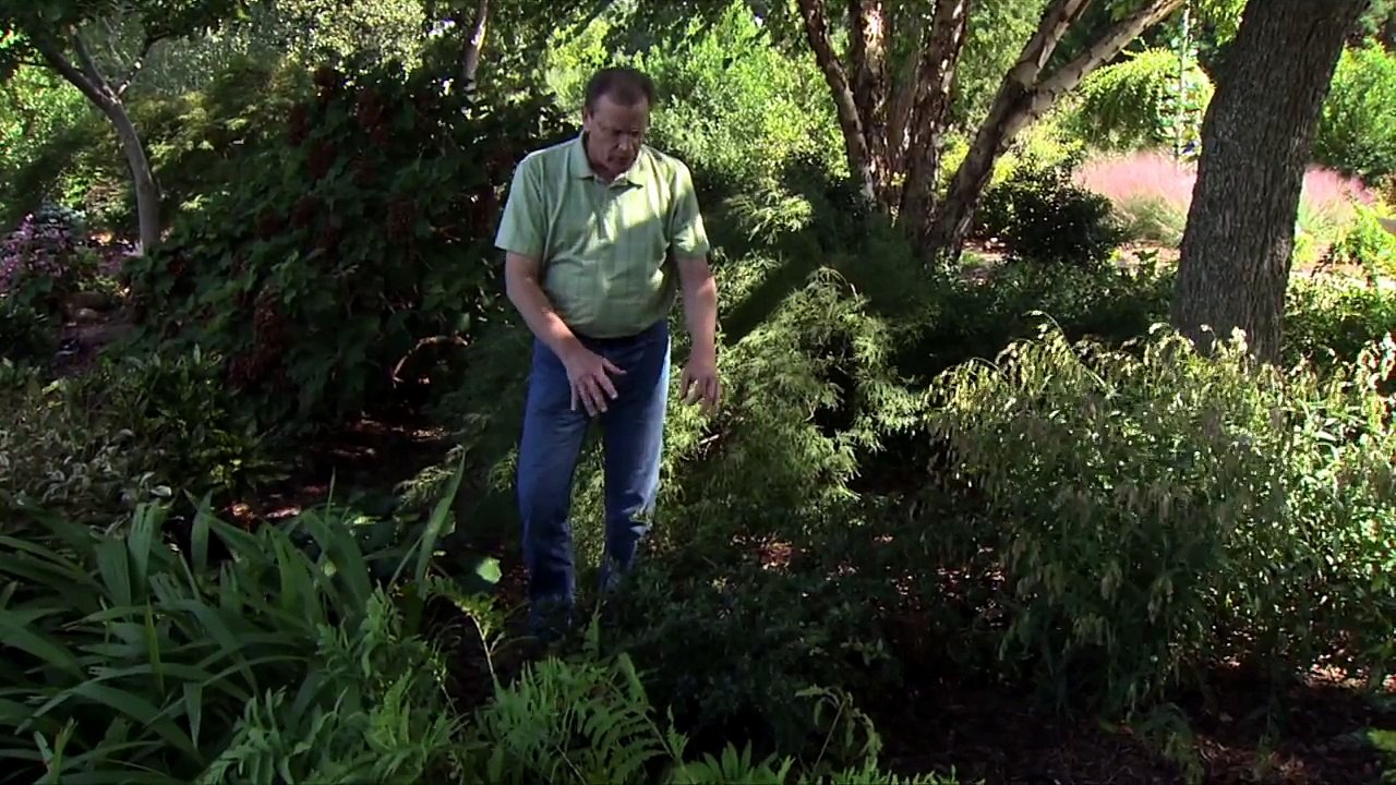 Evergreen Shrubs for Shade