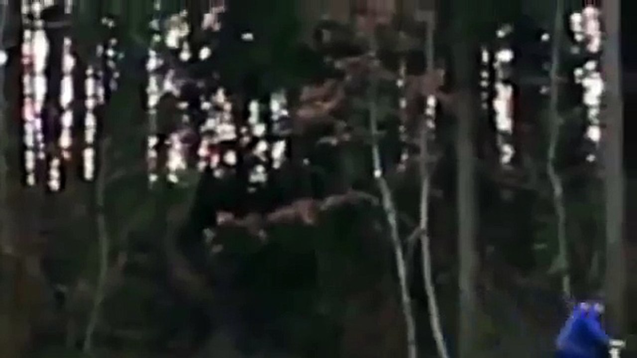Alien Creature In The Forest Of Oregon