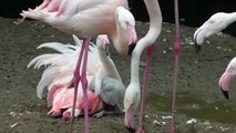 Flamingo Küken im Tierpark Hellabrun - Flamingo Chicks at Munich Zoo