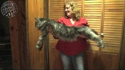 Meet The Record Breakers - 'Stewie', The World's Longest Domestic Cat