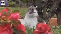 Funny cat - Funny cats videos - Funny cats compilation 2015 - Funny Animals Videos