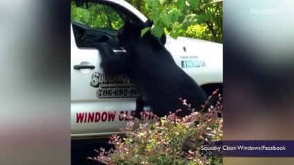 Bear hangs out in truck passenger seat, drinks all the grape soda