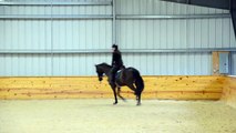 Corey Jumping Grid Work at Tebogo Sport Horses (jumper for sale)