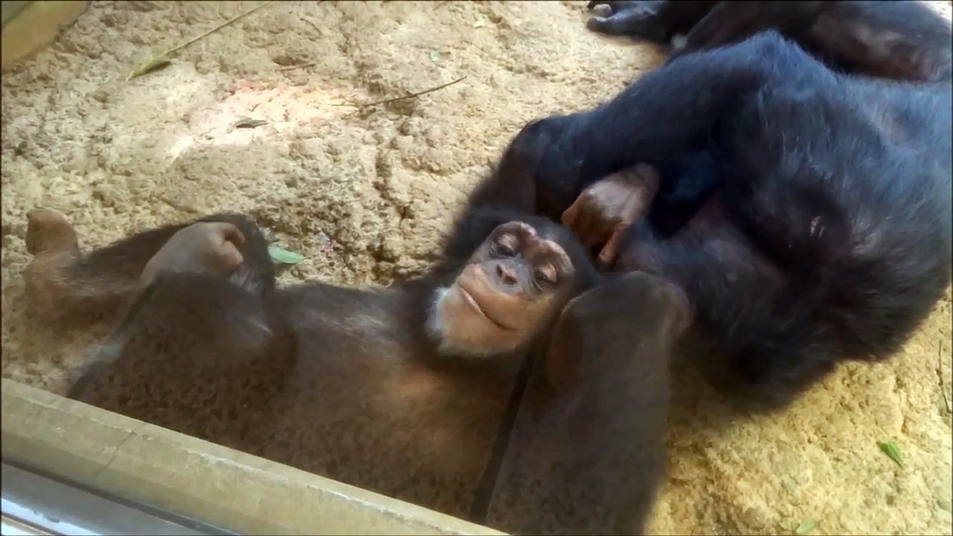 Chimpanzee Marina playing with her son Max at Tama Zoo