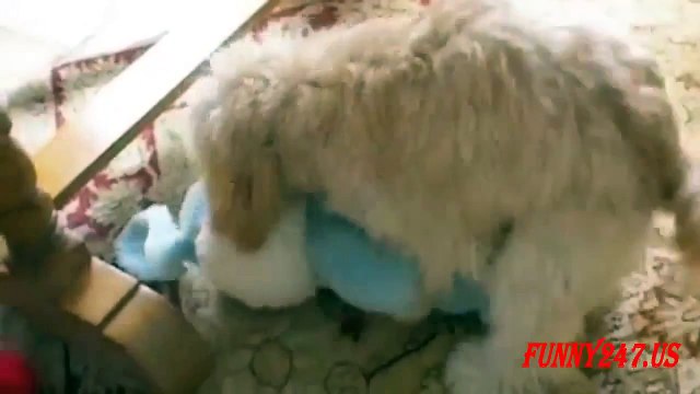 Funny Dog Humping Toy The Poor Dog