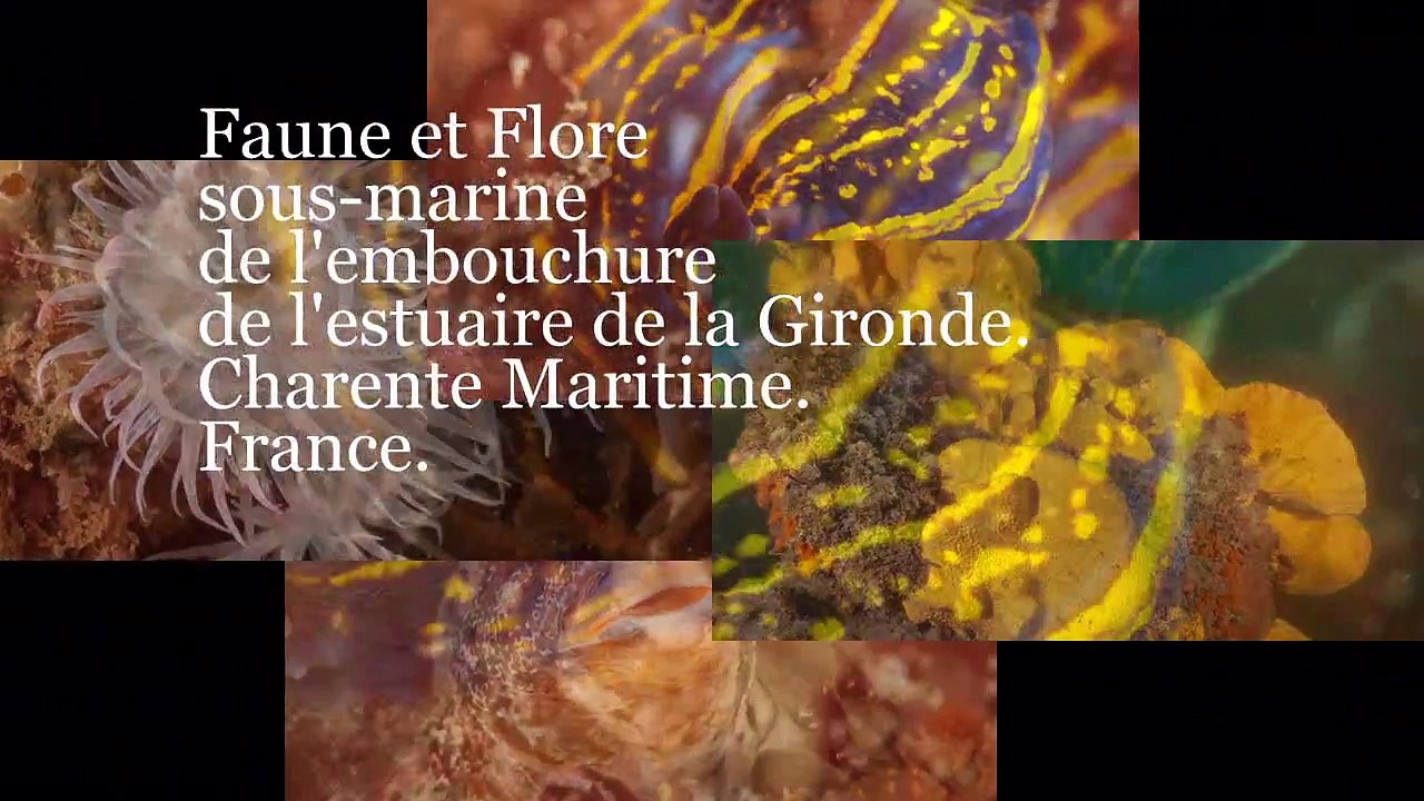 La faune et la flore sous-marine de l'embouchure de l'estuaire de la Gironde, France