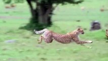 Best of Slow Motion animals running