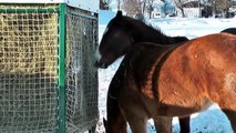 Drury Healthy Horse Feeders Round Bale Feeder promotional video.