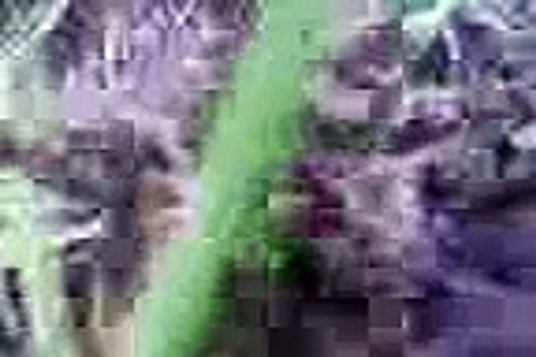 Bal arısı ve eşek arısı 1