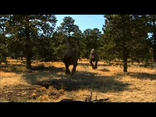 Daspletosaurus vs Gorgosaurus - Who would win in a fight?