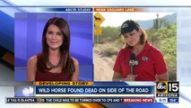 Salt River horse found dead on side of highway