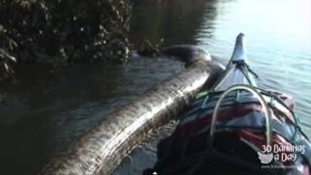 Worlds Biggest Snake Discovered Alive In Brazil RainForrest