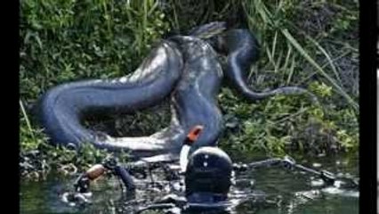 World's Biggest Snake Found Alive Brazil 2013