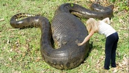 The biggest Snake in the world – Anaconda - Python