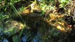 El medi ambient: Els últims bufons del Montsant