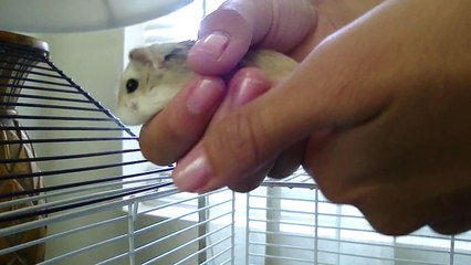 *Another Requested Video* My Roborovski (Robo) Dwarf Hamster