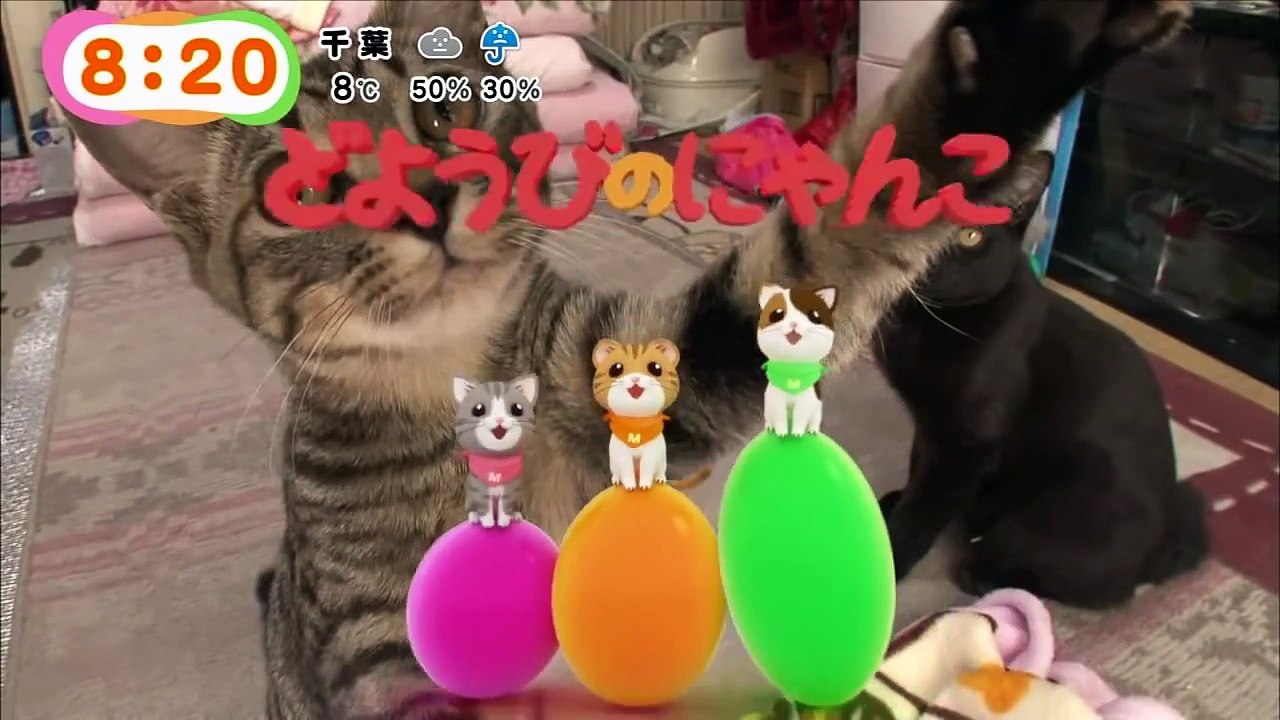 どようびのにゃんこ　クロ＆チー