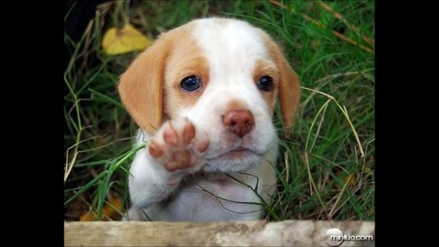 os 10 animais mais bonitos do mundo