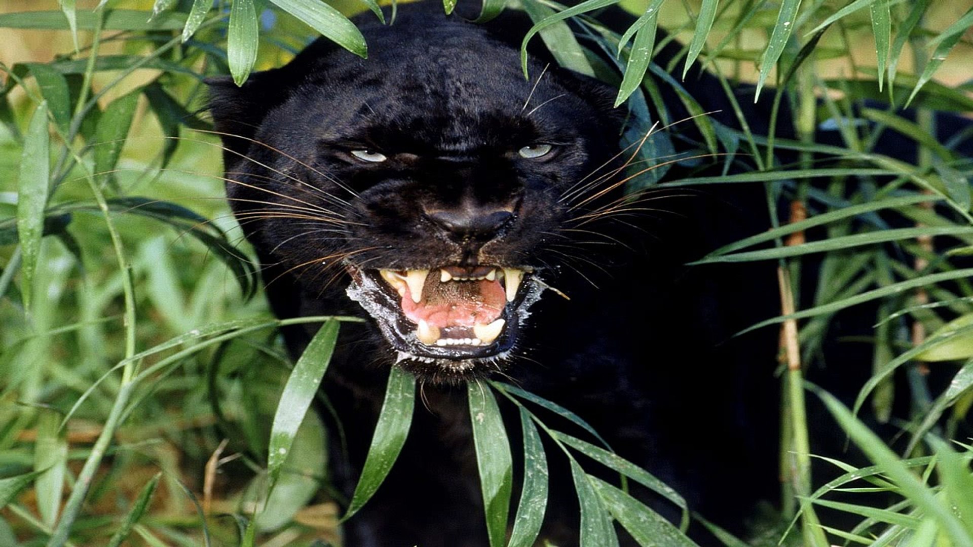 ⁣ANIMAL ATTACK JAGUAR HUNTING Top Documentary 2015