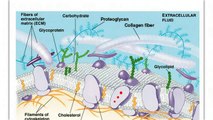 Neuron Action Potential and Propagation