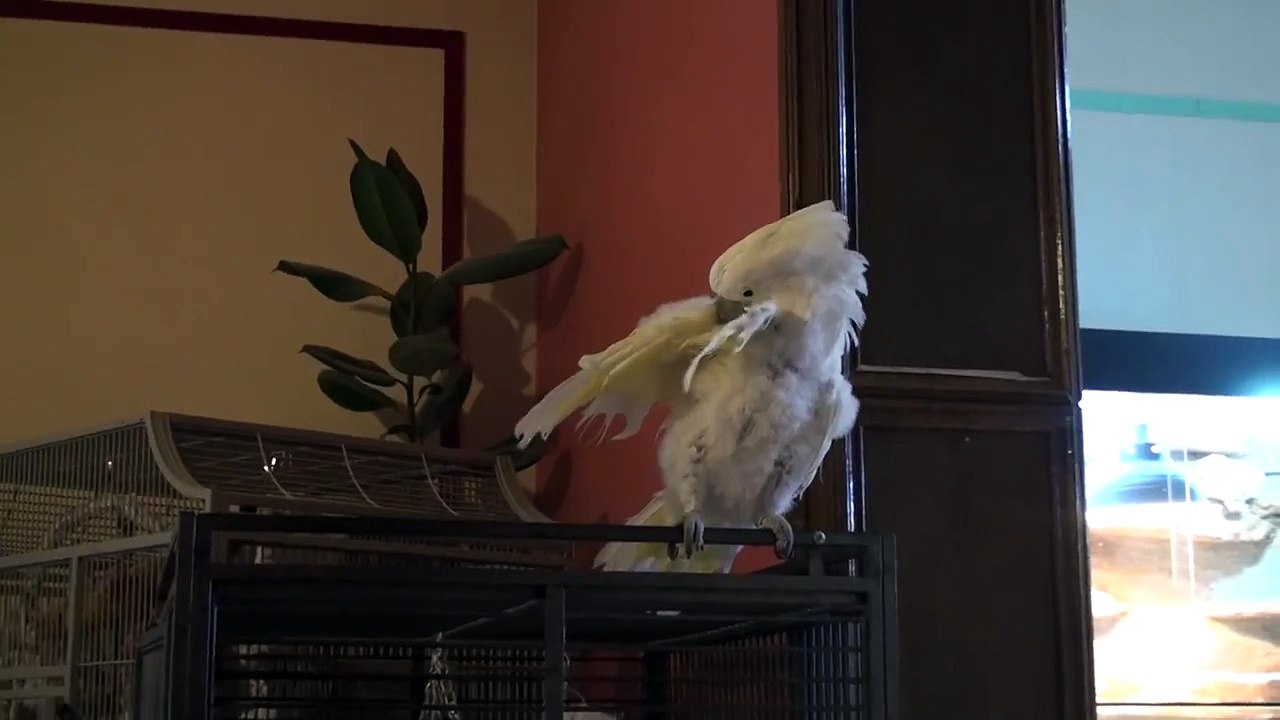 Moon perroquets cacatoès qui danse 2011