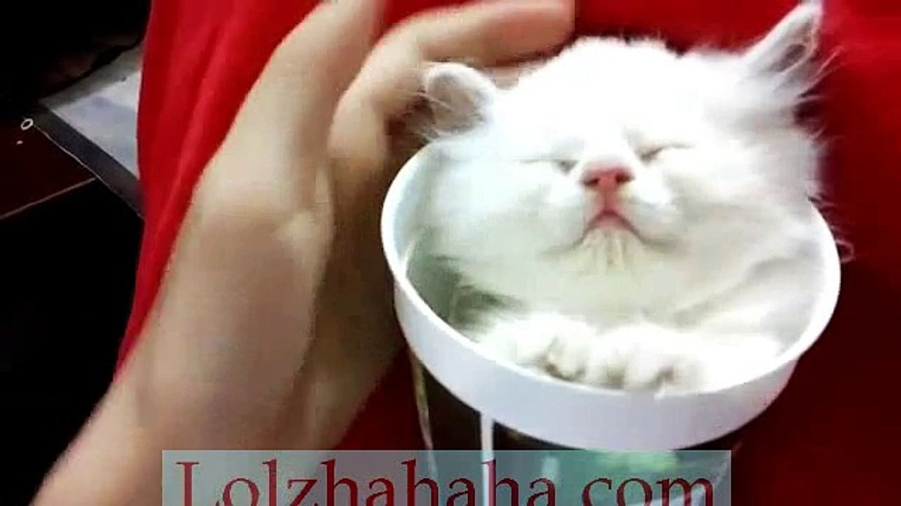 Kitten sleeping in a cup