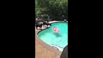 Labrador Dog with fake Shark Fin attacks girl in the pool!