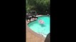Un Labrador avec un aileron de requin passe à l'attaque dans la piscine !